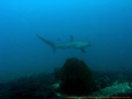   Thresher shark....a bit far but they are really shy....in Island Malapascua sharka shark shyin shy  